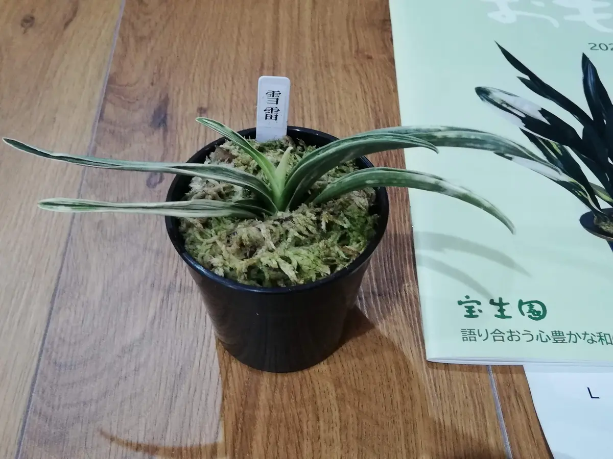 初めてのオモト|そだレポ(栽培レポート)byラムネの玉やん 初めてのオモト|そだレポ(栽培レポート)byラムネの玉やん