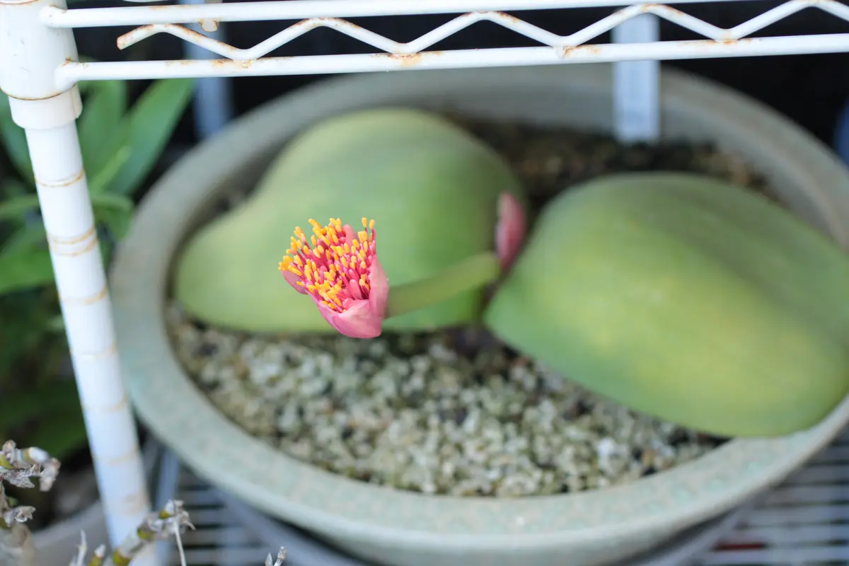 ハエマンサス 斑入り img_cache_a_56261_1_1701993943