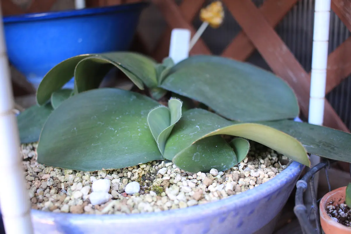 じっと見守る ハエマンサス｜そだレポ（栽培レポート）byはねこうし