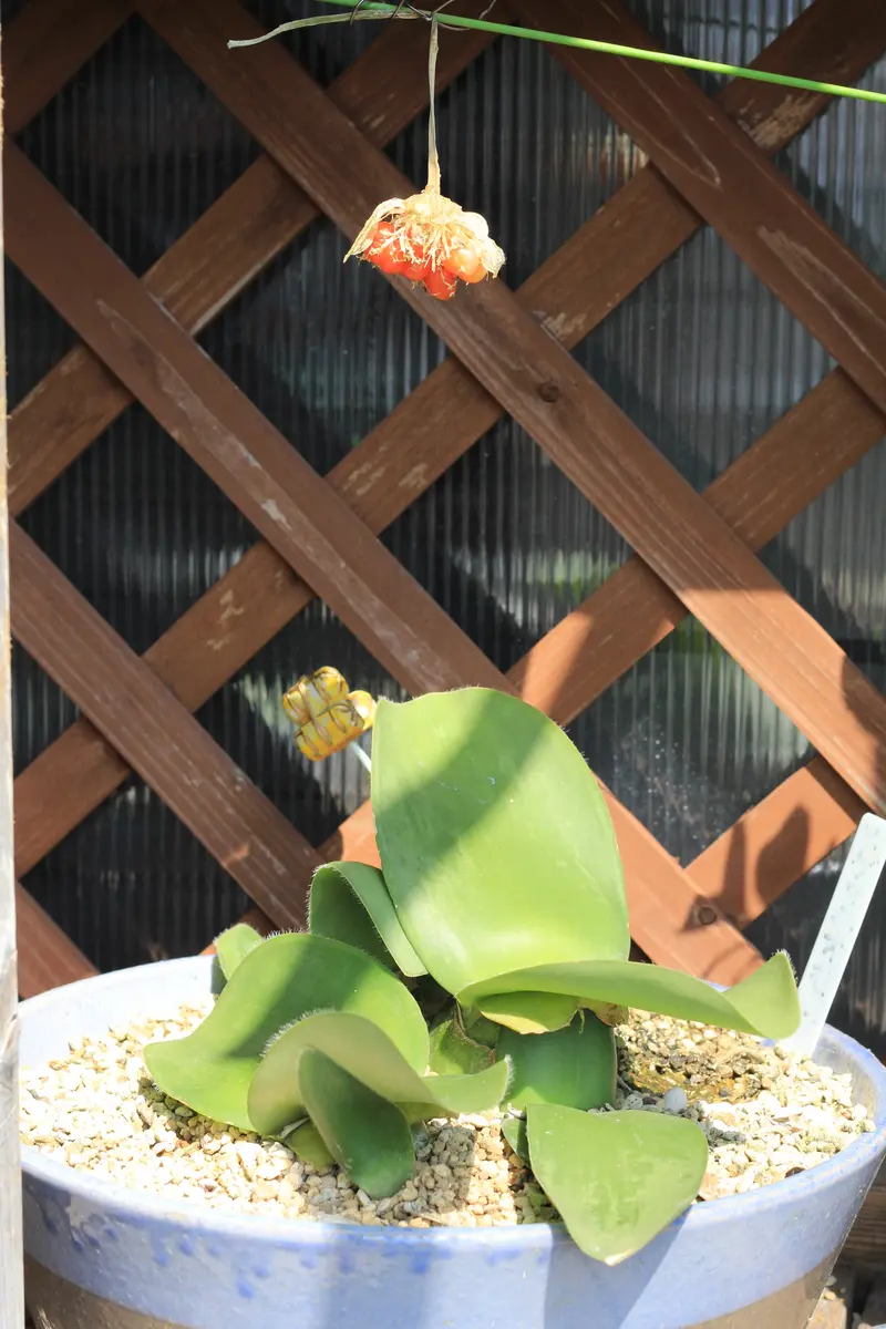 じっと見守る ハエマンサス｜そだレポ（栽培レポート）byはねこうし