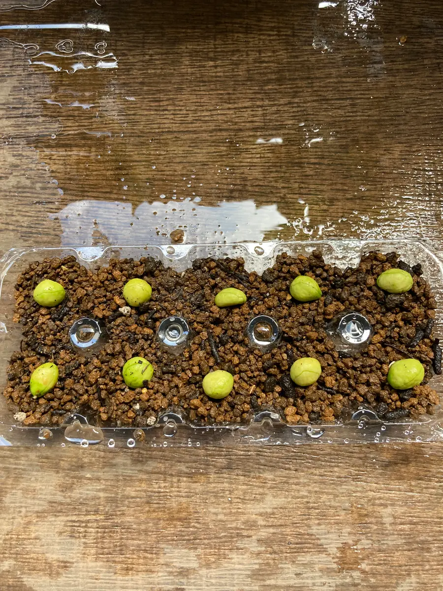 ビワを種から育ててみよう！｜そだレポ（栽培レポート）bynativeplants