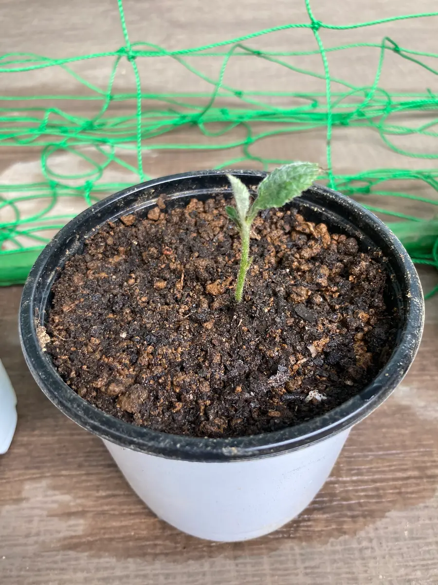 ビワを種から育ててみよう！｜そだレポ（栽培レポート）bynativeplants