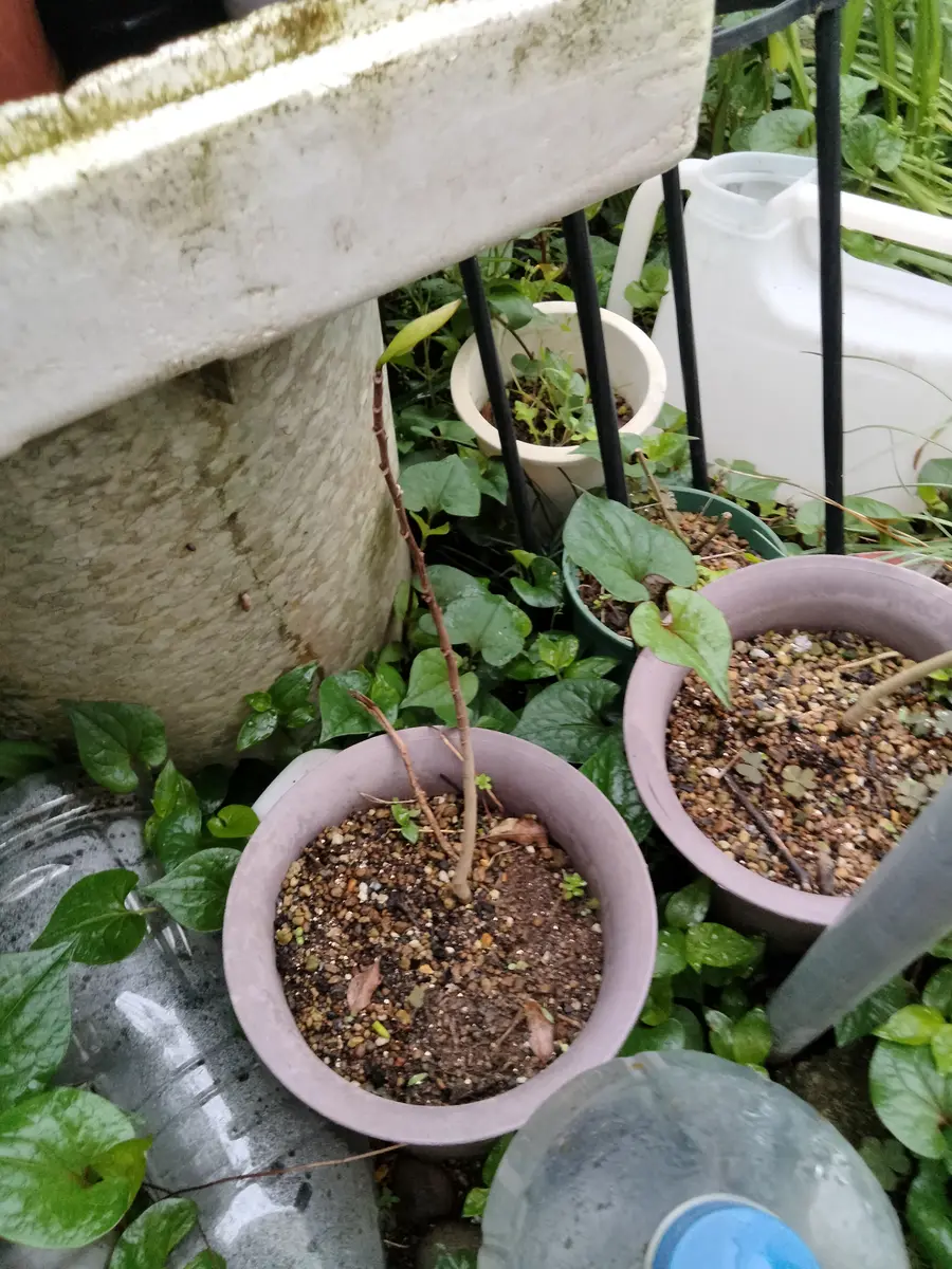 ポポーが食べたくて♪～♡｜そだレポ（栽培レポート）byみきか