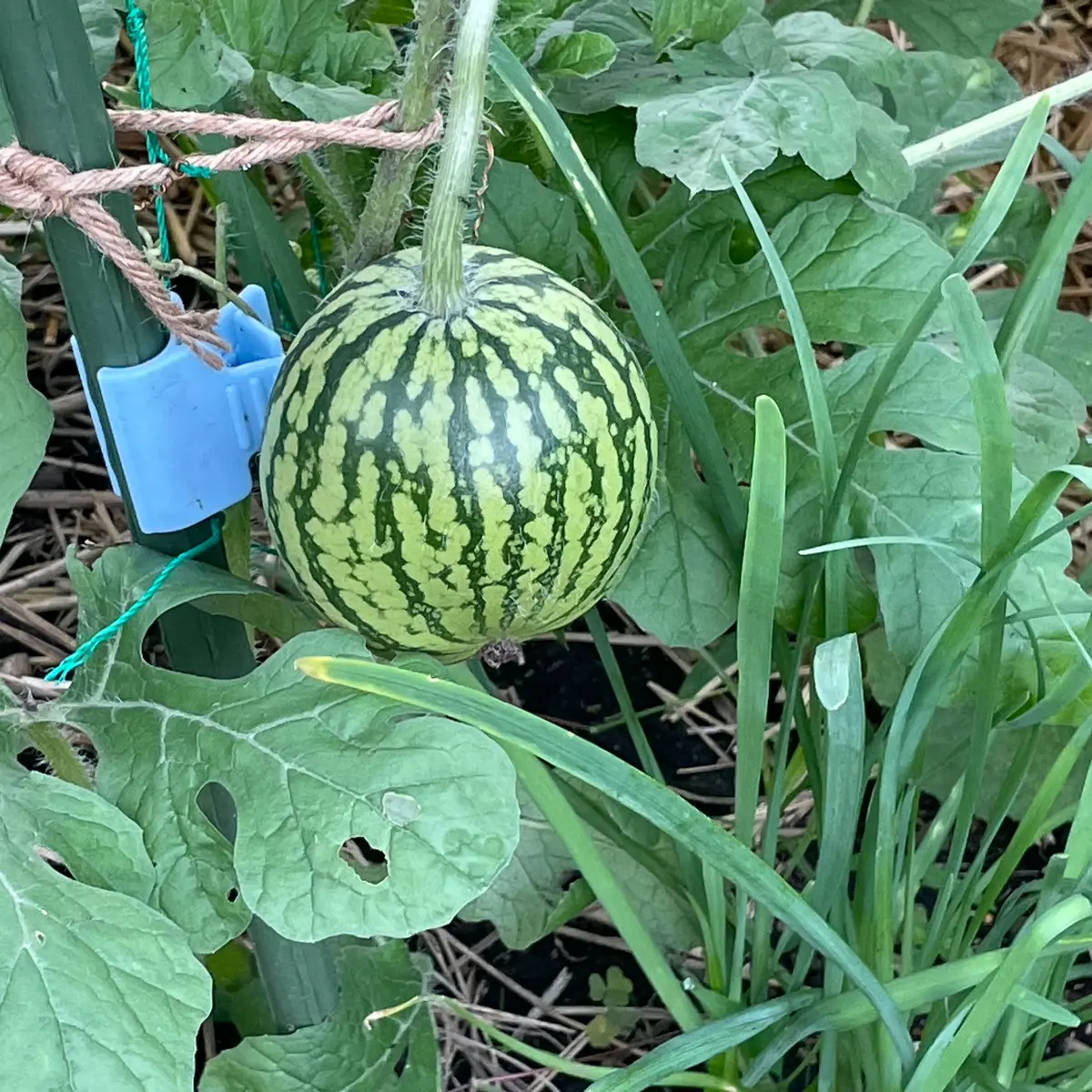 スイカ の 種 植える