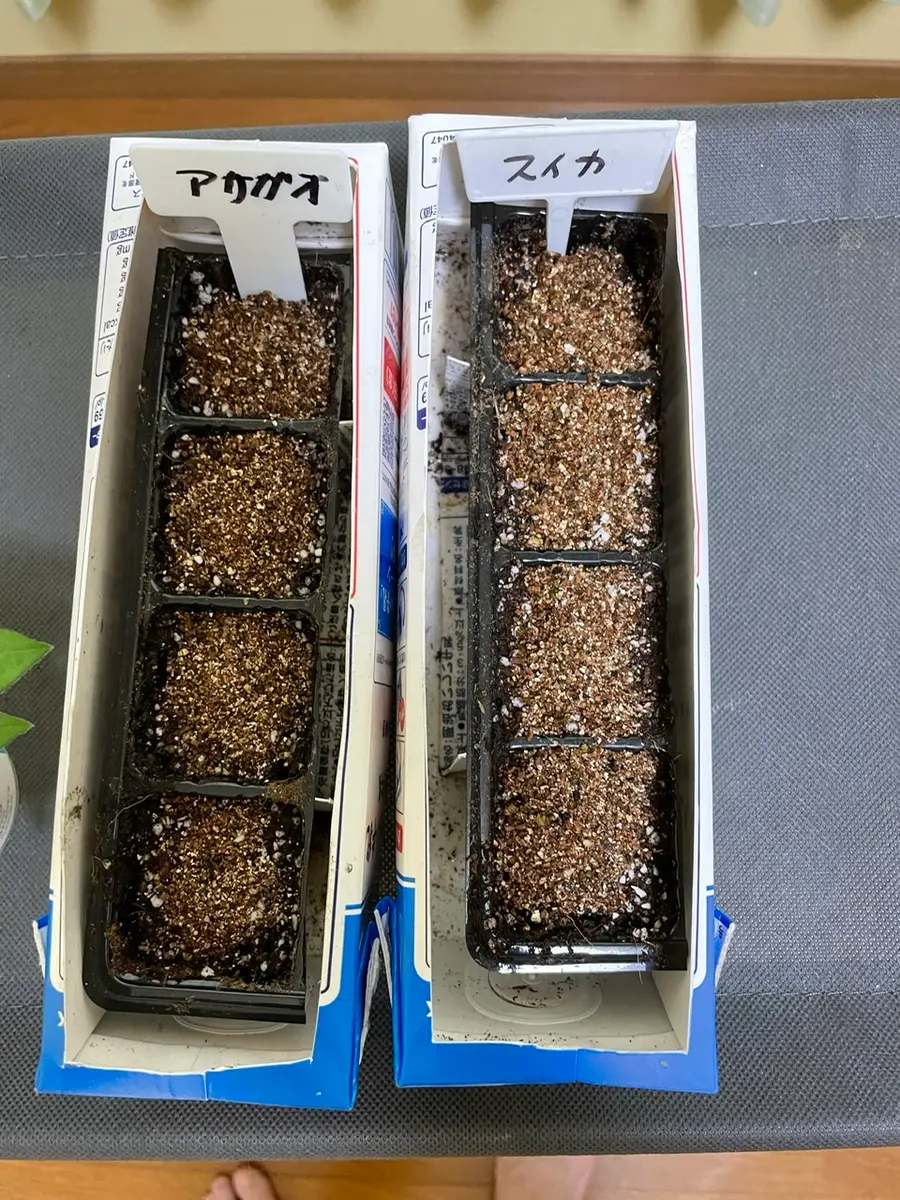 スイカ の 種まき