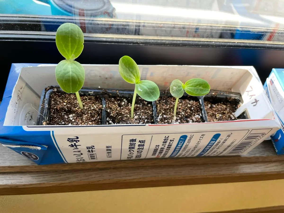 双葉の豆鉢　4つ 双葉の豆鉢4つ