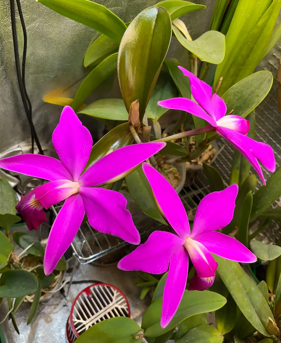 カトレアビオラセア(C.violacea)の栽培に挑戦｜そだレポ（栽培レポート