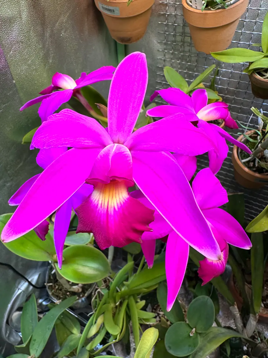 カトレアビオラセア(C.violacea)の栽培に挑戦｜そだレポ（栽培レポート