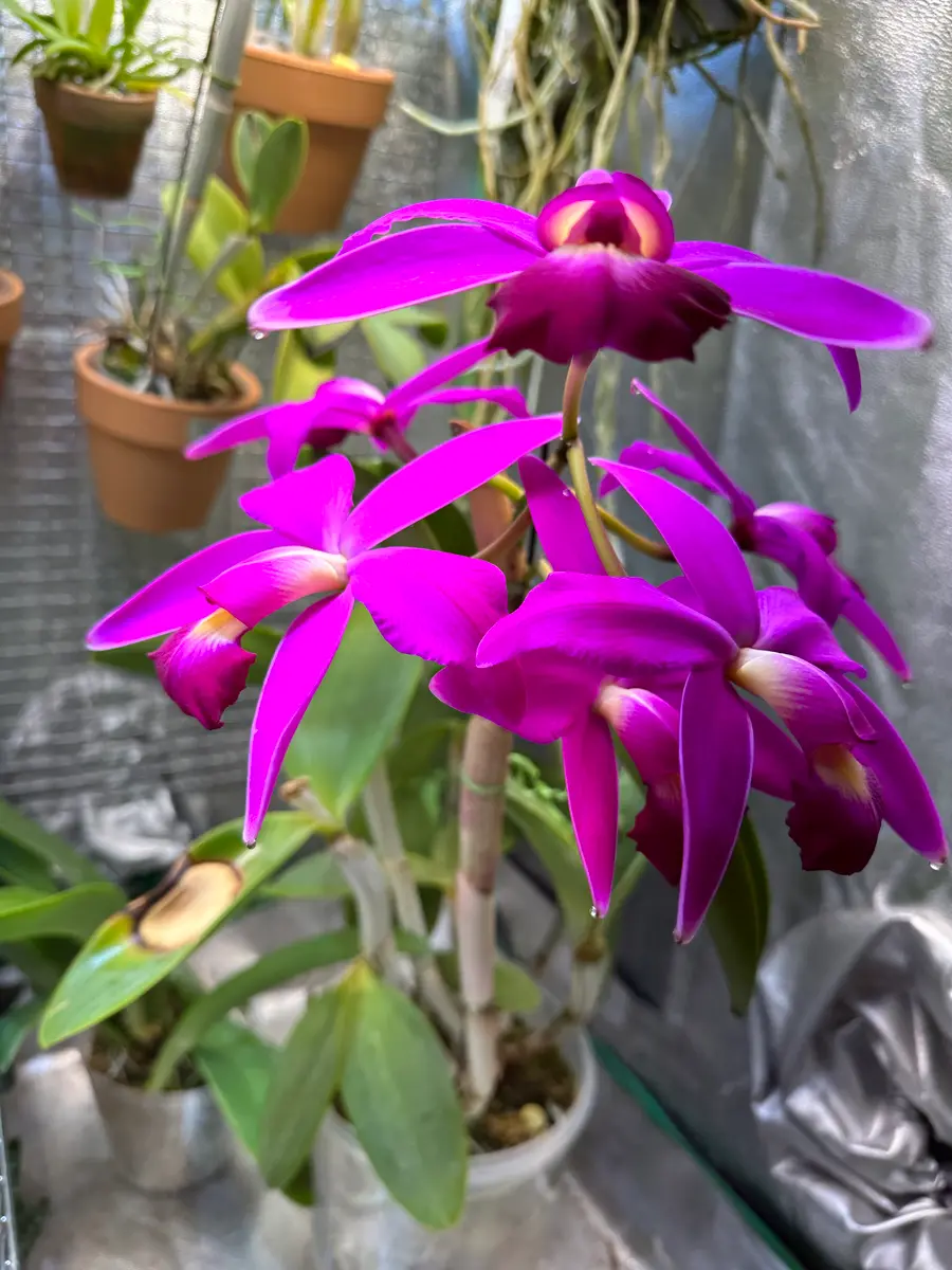 カトレアビオラセア(C.violacea)の栽培に挑戦｜そだレポ（栽培レポート