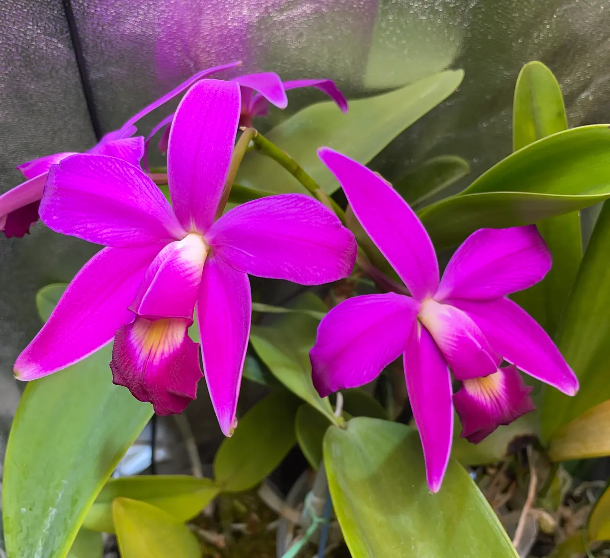 カトレアビオラセア(C.violacea)の栽培に挑戦｜そだレポ（栽培レポート