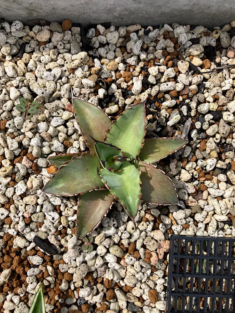 アガベ モンタナ 実生 鉢ごと発送 Agave montana ドライガーデン