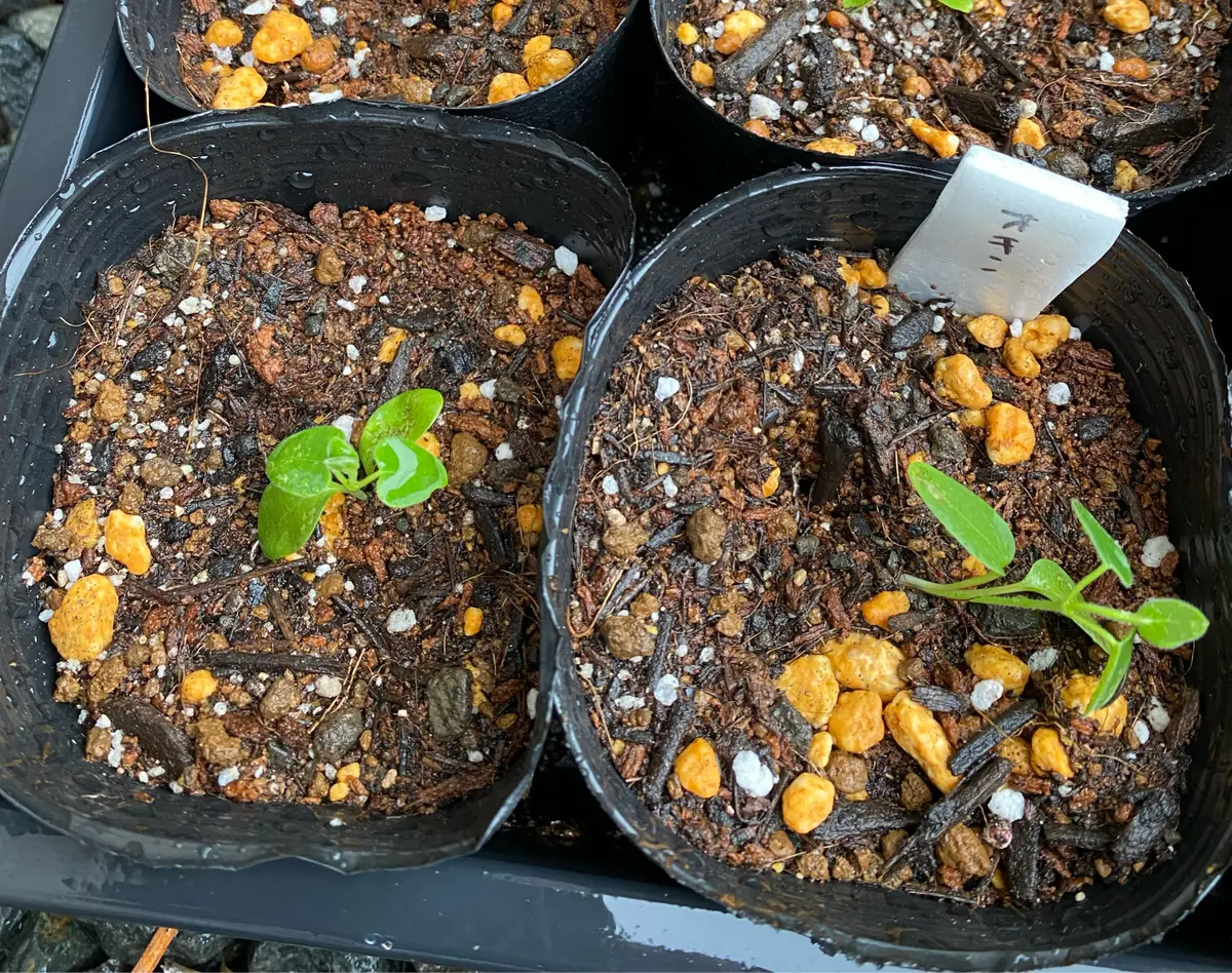 オキシペタラム ブルースターの栽培記録｜そだレポ（栽培レポート）by