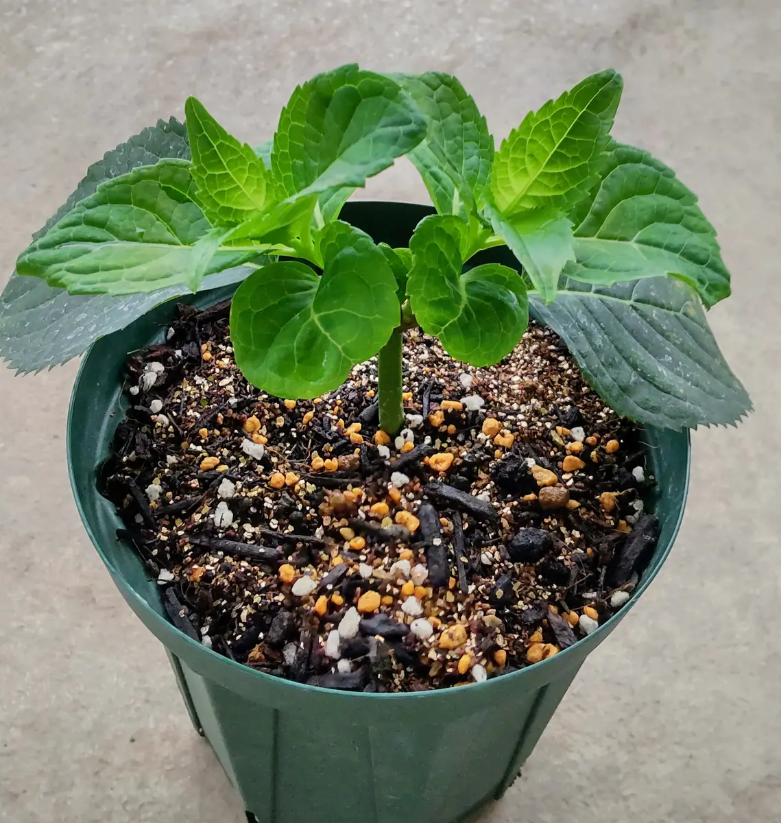 天使のほっぺの記録｜そだレポ（栽培レポート）byもりこ｜みんなの趣味