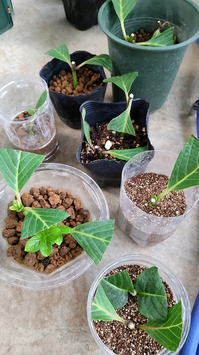 挿し木苗 ひな祭り、天使のほっぺ挿し木の記録｜そだレポ（栽培レポート）byも