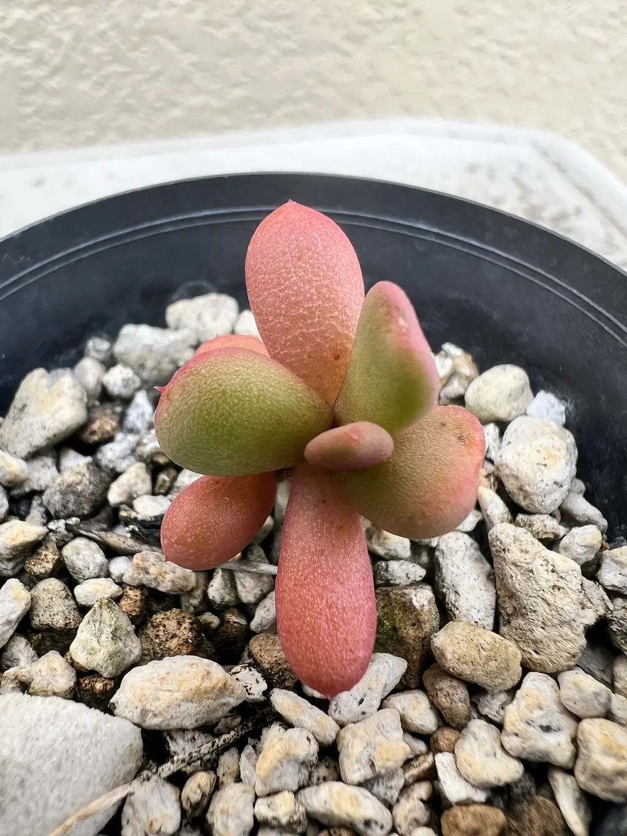 ピグマエアの花が咲いて種子が取れそうですので、種子から育てて