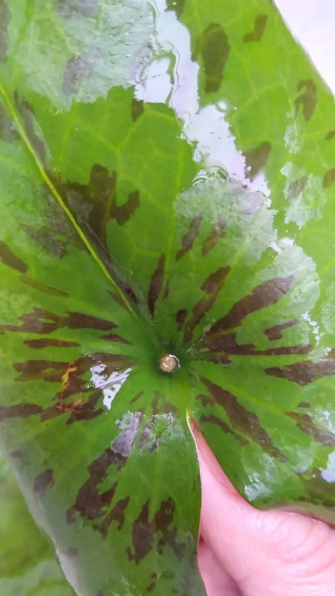 おまとめ品【ムカゴ1株】B 熱帯睡蓮 ピンクルビーのムカゴ スイレン ピンク色 おまとめ品【ムカゴ1株】B 熱帯睡蓮 ピンクルビーのムカゴ