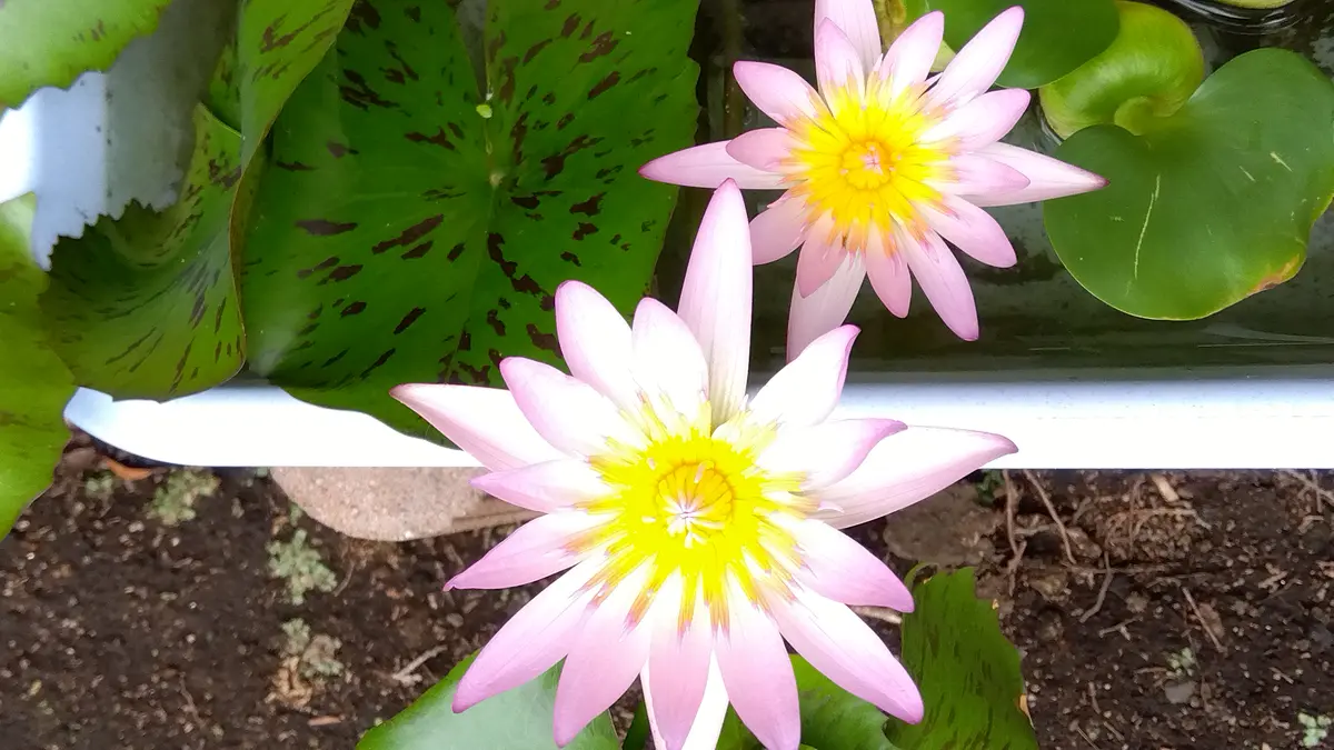 初めての熱帯スイレン｜そだレポ（栽培レポート）byピンクルビー