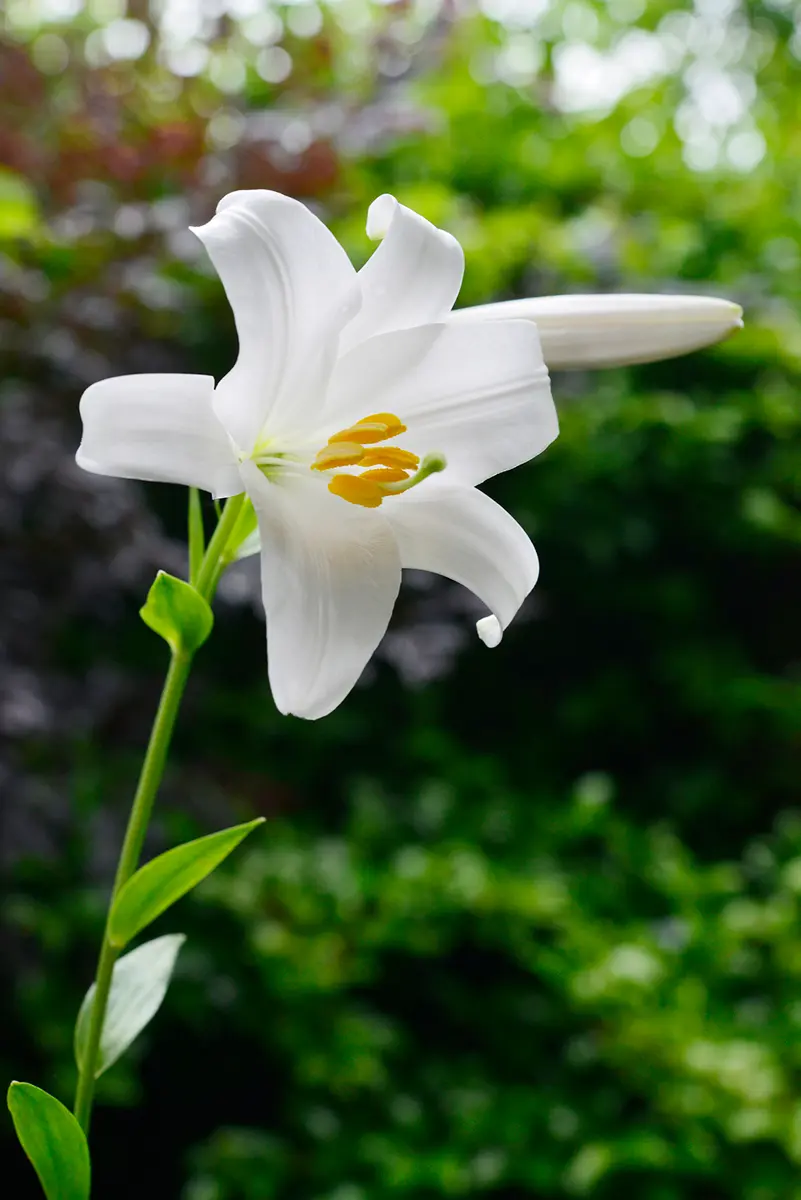 マドンナリリー「カスケードストレイン」開花「マドンナリリーを暖地で