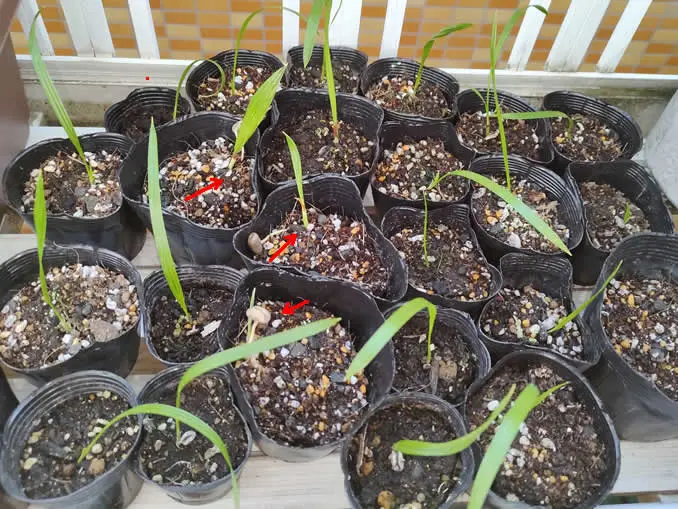 種子から育てるフェニックスロべレニー｜そだレポ（栽培レポート