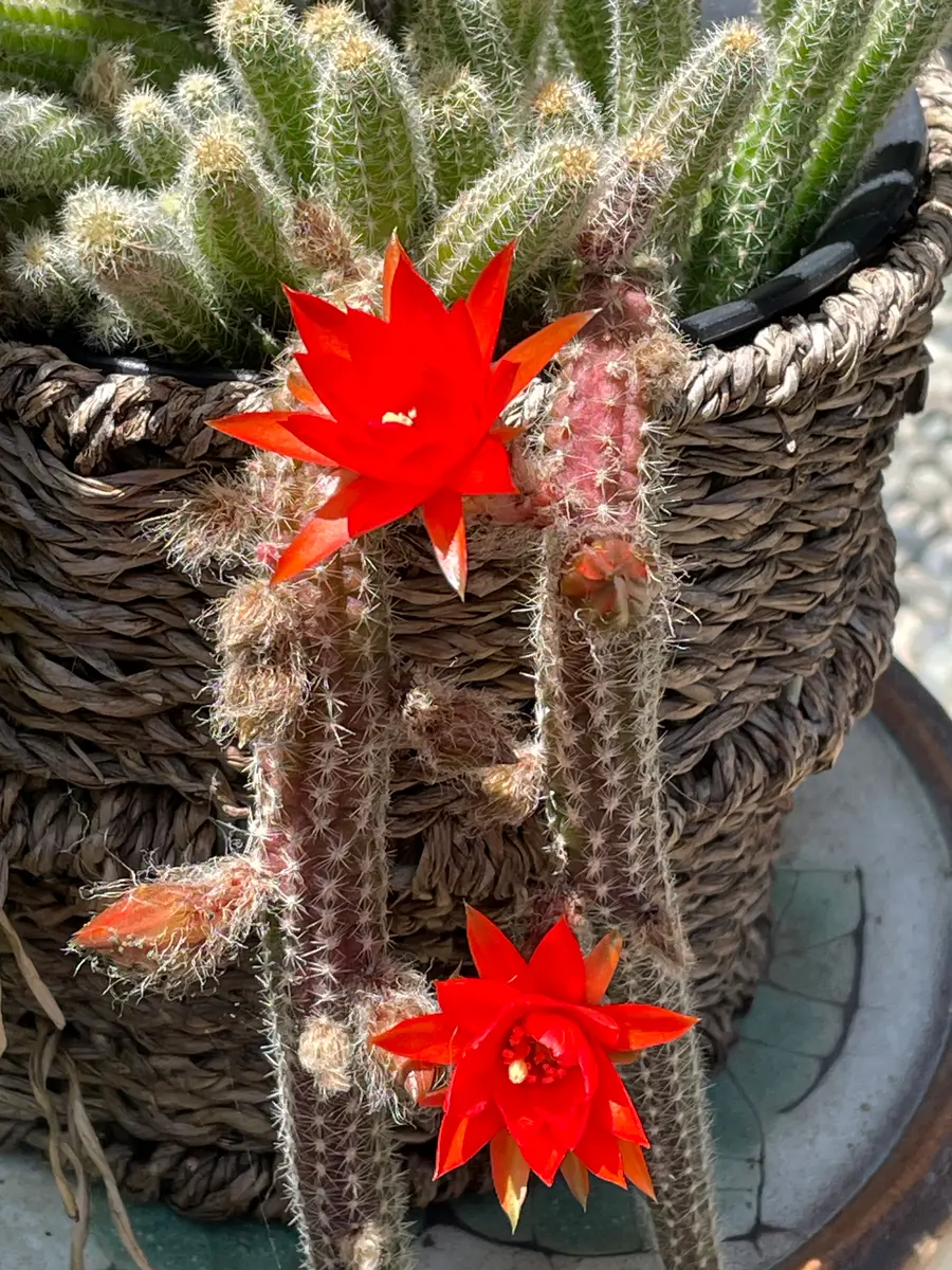 ひもサボテンの花が咲くまで｜そだレポ（栽培レポート）byP'sガーデン