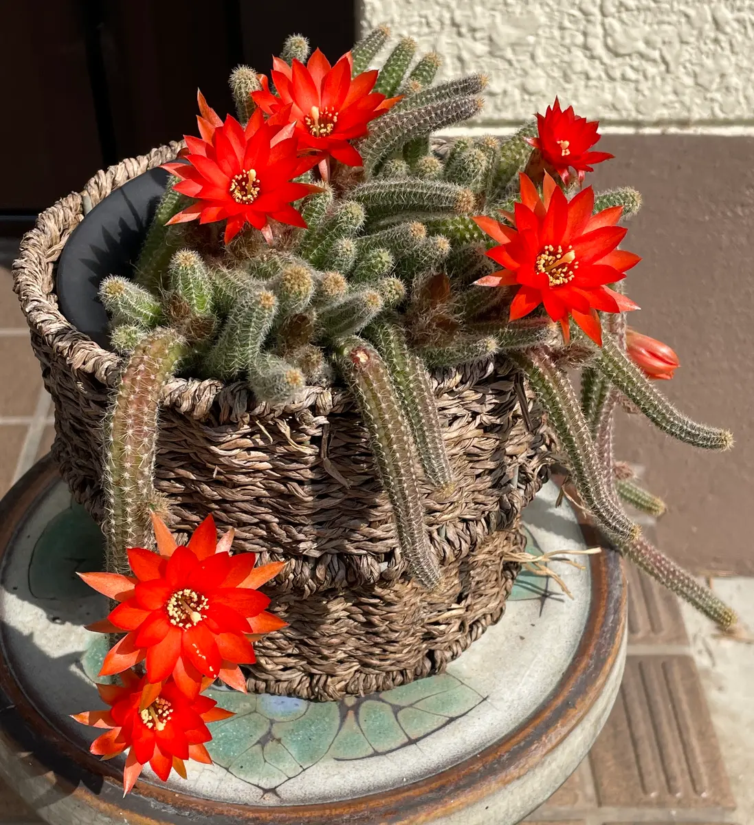 今朝は7輪「ひもサボテン(白檀)の花が咲くまで」-そだレポ｜みんなの