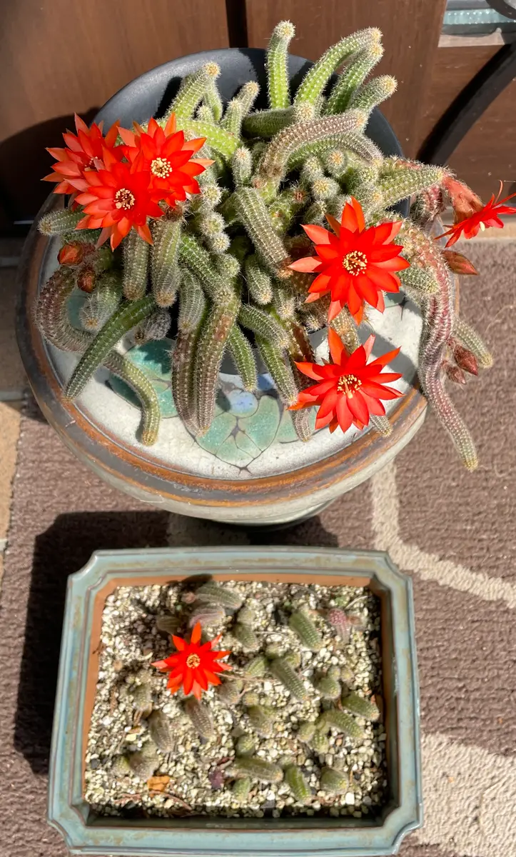 ひもサボテンの花が咲くまで｜そだレポ（栽培レポート）byP'sガーデン