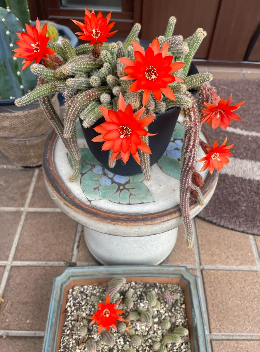 現品】【現品】多肉植物 花サボテン 白檀ヴェローナ - メルカリ