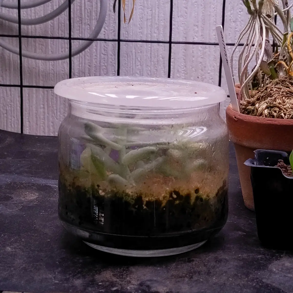 乙女心錦の挿し芽をした(-2023.08)!｜そだレポ（栽培レポート）by星司