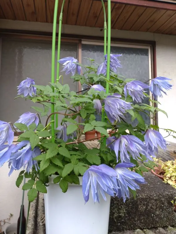 クレマチス マクロペタラ・ウェッセルトン 苗 爽やかな花色のクレマチス クレマチス マクロペタラ・ウェッセルトン 苗 爽やかな花色の