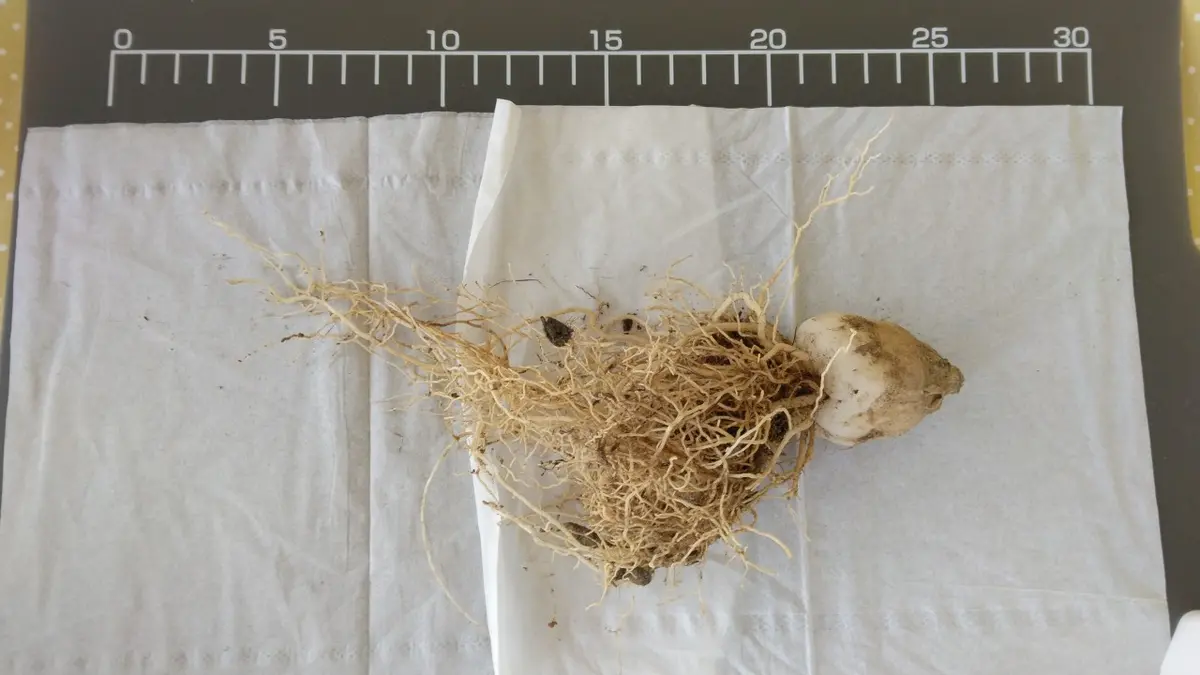 蒼角殿　確認用です 蒼角殿 確認用です 蒼角殿 | サボテン・多肉植物 | NIKO FLOWERS+