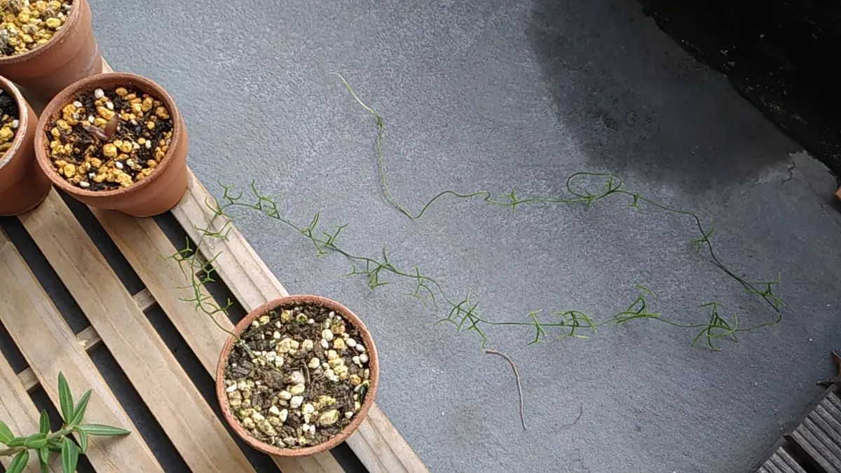 ミニ 蒼角殿鉢ごと全部！ 園芸ネット本店｜蒼角殿(ソウカクデン) 4.5