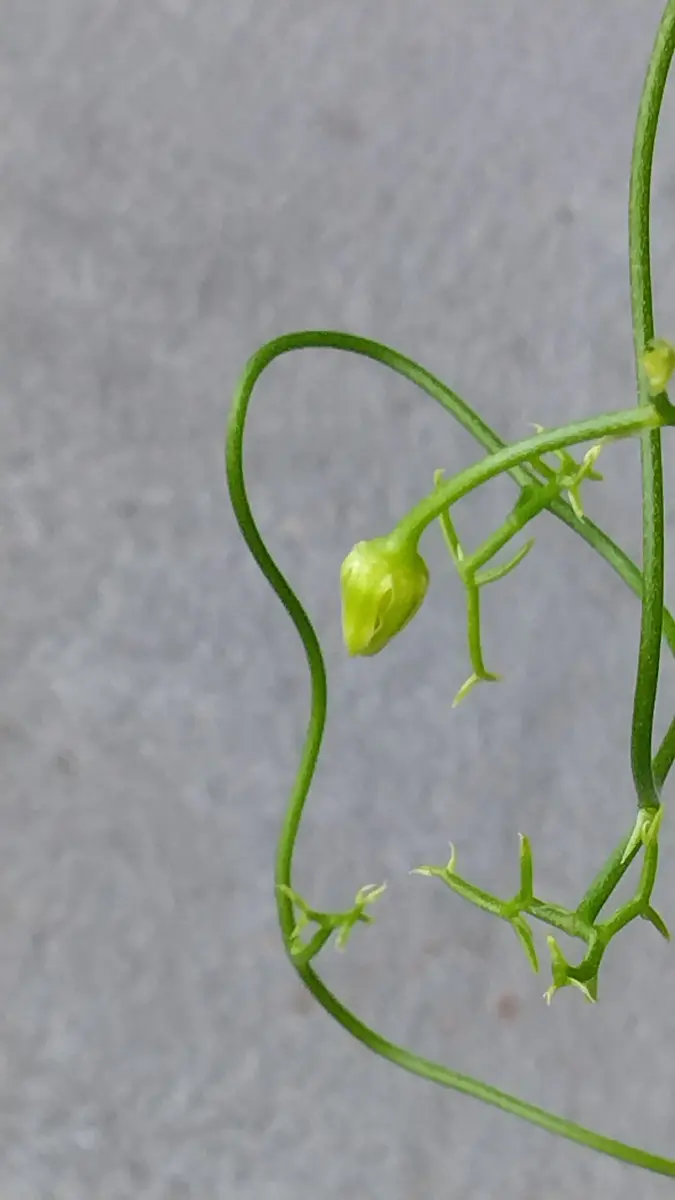 蒼角殿実生#2｜そだレポ（栽培レポート）byTripleMellow｜みんなの趣味