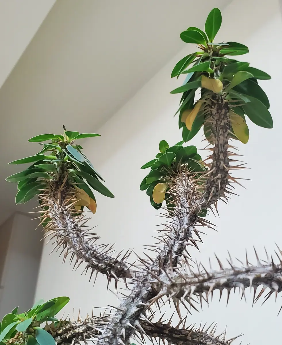 ハナキリン（トゲトゲタイプ）｜そだレポ（栽培レポート）bynene