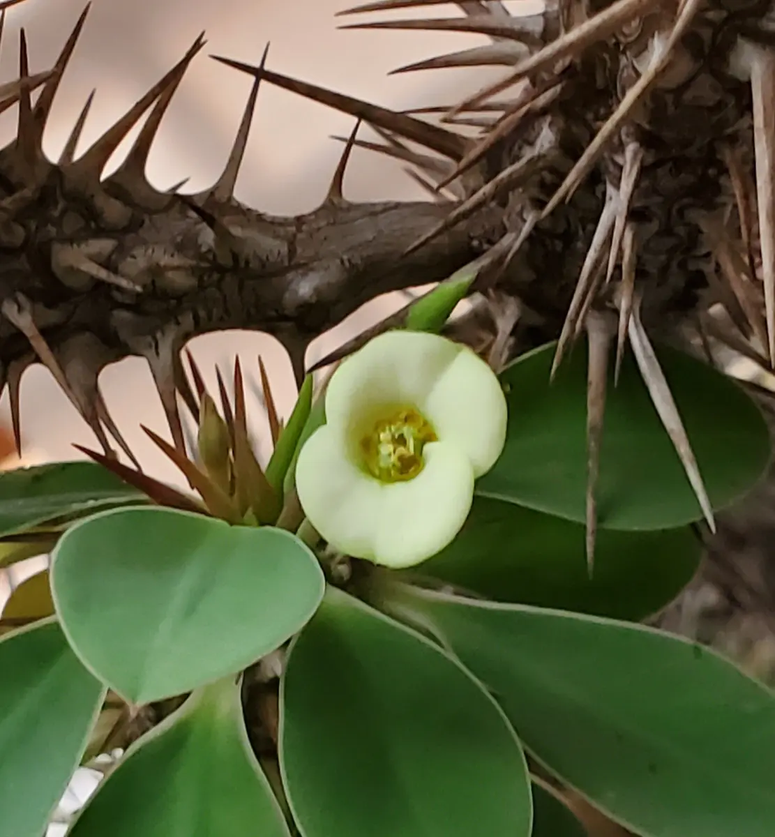 ハナキリン（トゲトゲタイプ）｜そだレポ（栽培レポート）bynene