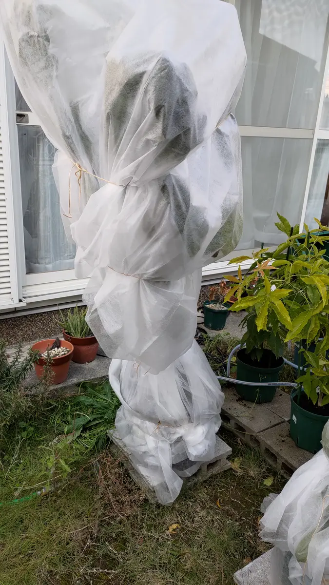 チェリモヤに挑戦｜そだレポ（栽培レポート）byゆう2022｜みんなの趣味