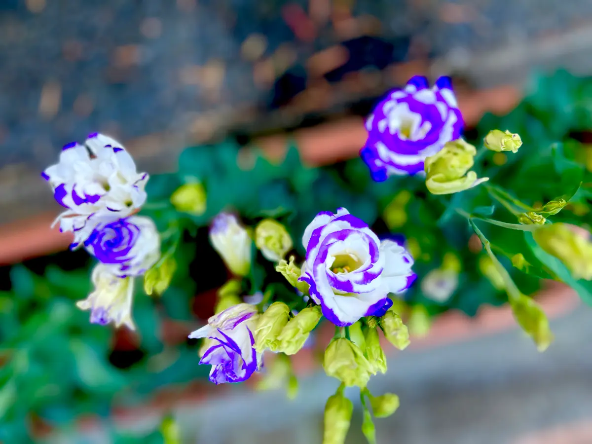 トルコキキョウ　ユーストマ苗　ミンクマリン　１６本 トルコキキョウ ユーストマ苗 ミンクマリン 16本 トルコキキョウ