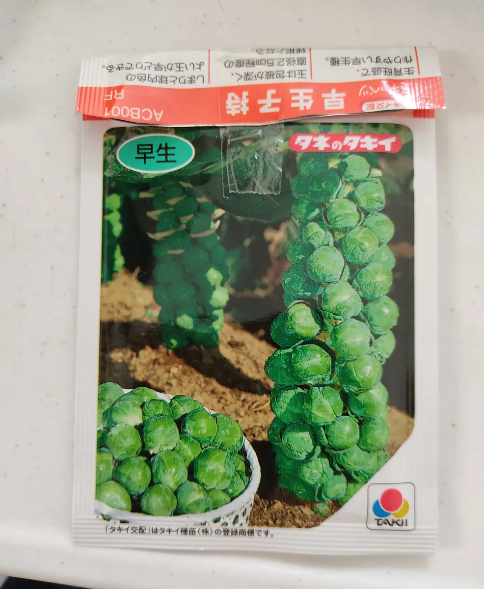 芽キャベツ様 おまとめ 送料無料】芽キャベツ鉢植え10号鉢 1月中下旬発送【数量限定】（予約販売）