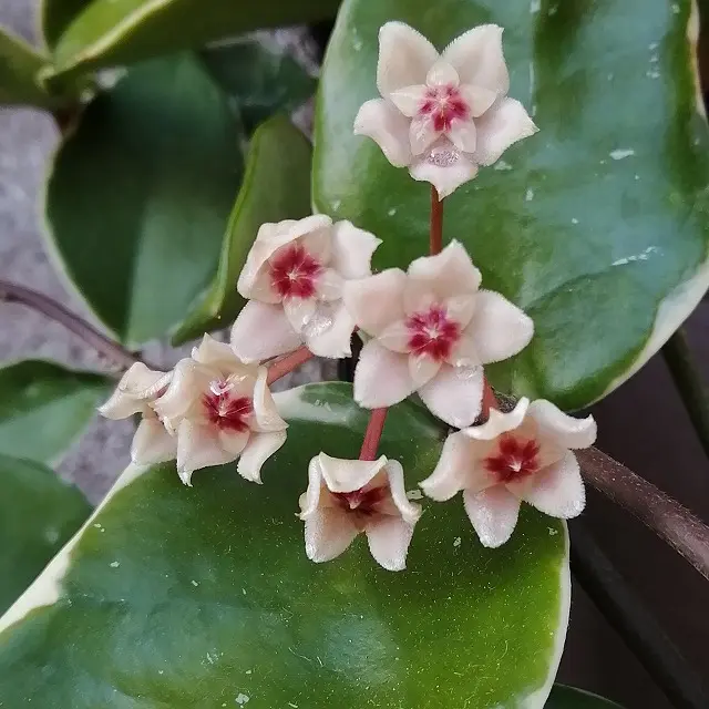 902 Hoya sp. Padang 3号 ホヤ エスピー パアダング 花座3 ホヤ属の