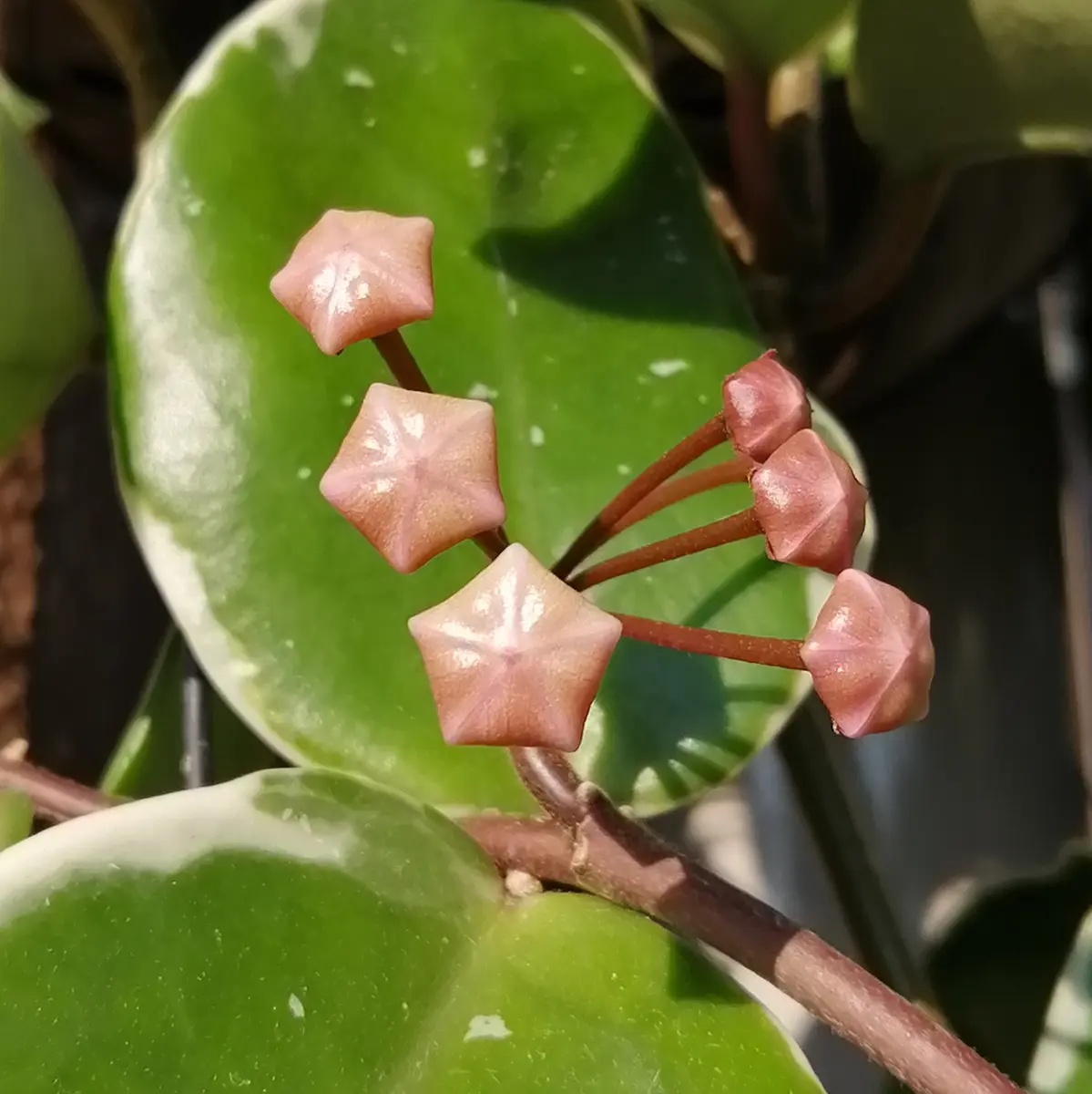 902 Hoya sp. Padang 3号　ホヤ　エスピー　パアダング　花座3 902 Hoya sp. Padang 3号 ホヤ エスピー パアダング 花座3 ホヤ属の