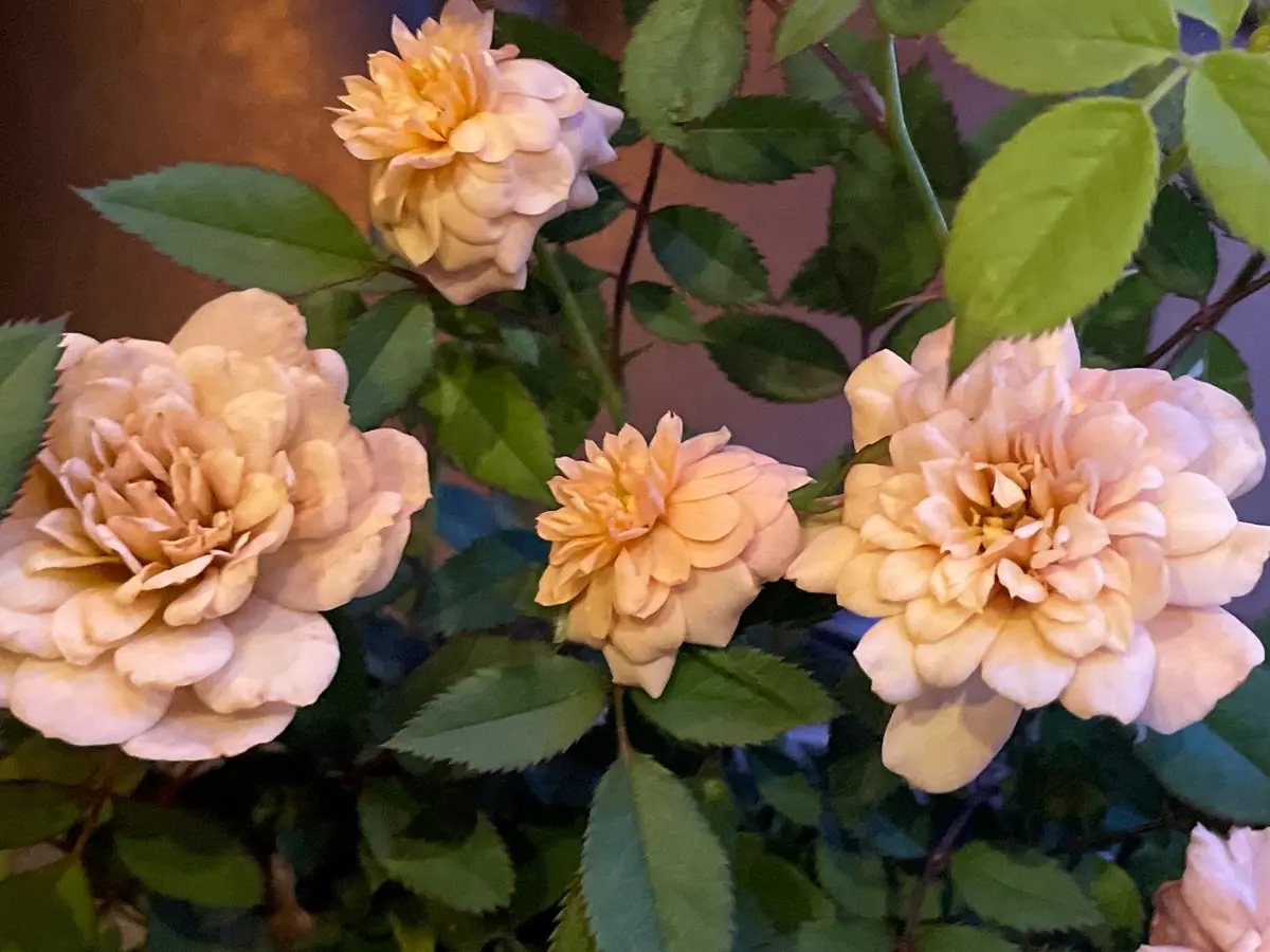 初めてミニバラ（モカ）を育ててみる｜そだレポ（栽培レポート）by翠