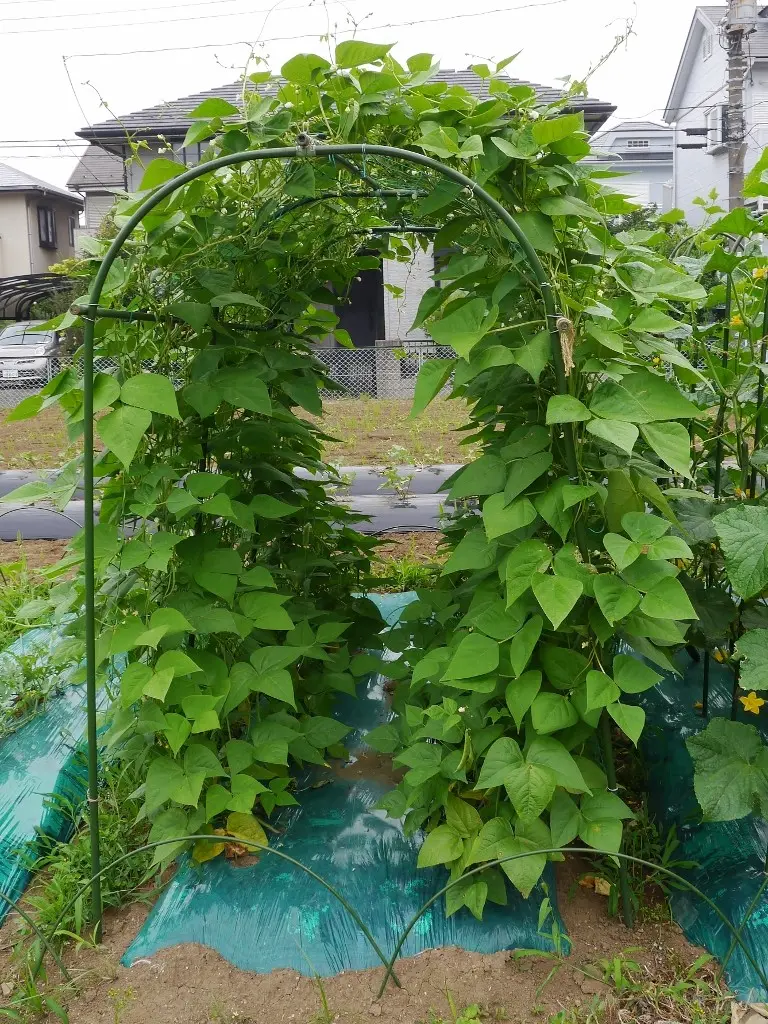 モロッコ インゲン 栽培