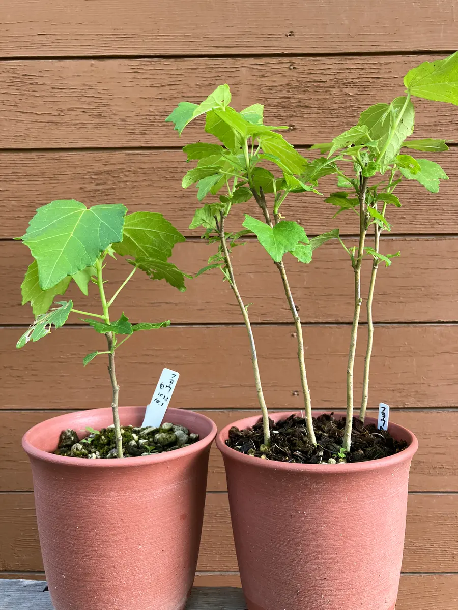 芙蓉を種から育ててみます。|そだレポ(栽培レポート)byえびね 芙蓉を種から育ててみます。|そだレポ(栽培レポート)byえびね