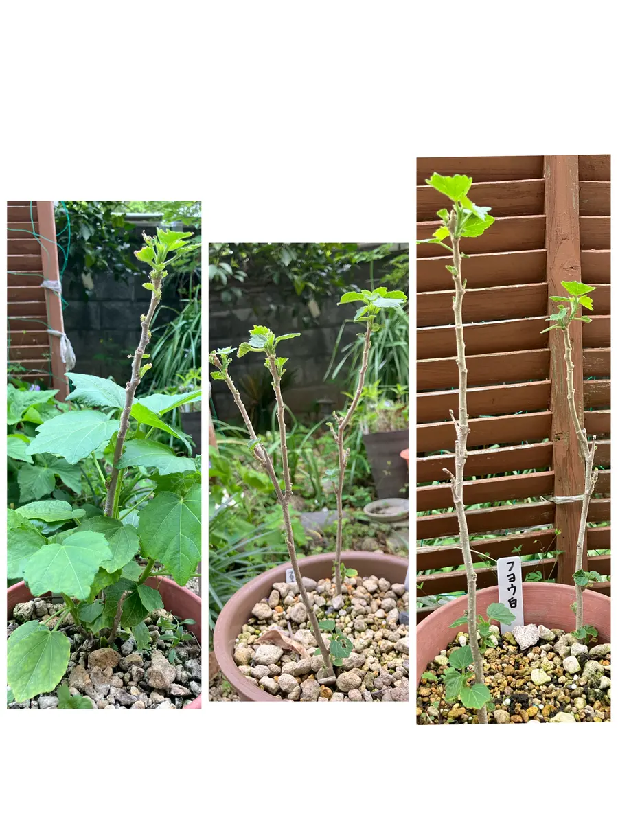 芙蓉を種から育ててみます。｜そだレポ（栽培レポート）byえびねっ子