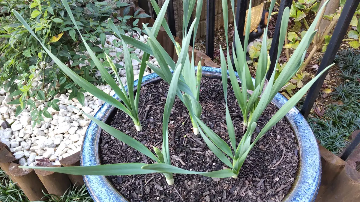 日本水仙 きれいに咲くかな？｜そだレポ（栽培レポート）bytatu25