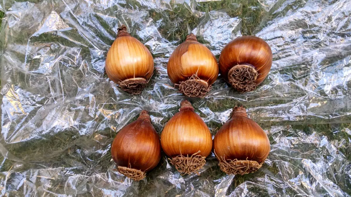 日本水仙 きれいに咲くかな？｜そだレポ（栽培レポート）bytatu25