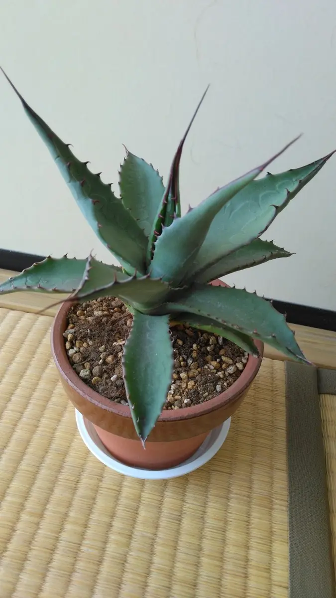 アガベ・ネオメキシカーナ実生#2｜そだレポ（栽培レポート