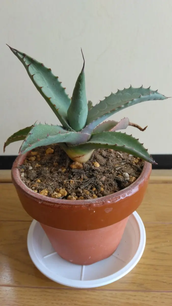 アガベ・ネオメキシカーナ実生#2｜そだレポ（栽培レポート