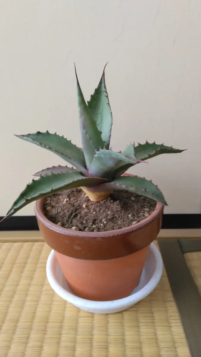 アガベ・ネオメキシカーナ実生#2｜そだレポ（栽培レポート