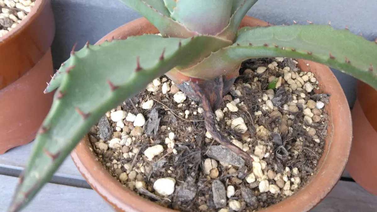 子株がちゃんと生える「アガベ・ネオメキシカーナ実生#2」-そだレポ