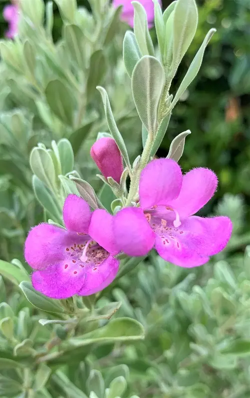 鉢植えレウコフィラムをシンボルツリーにする！｜そだレポ（栽培